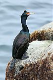 Red-faced Cormorantborder=